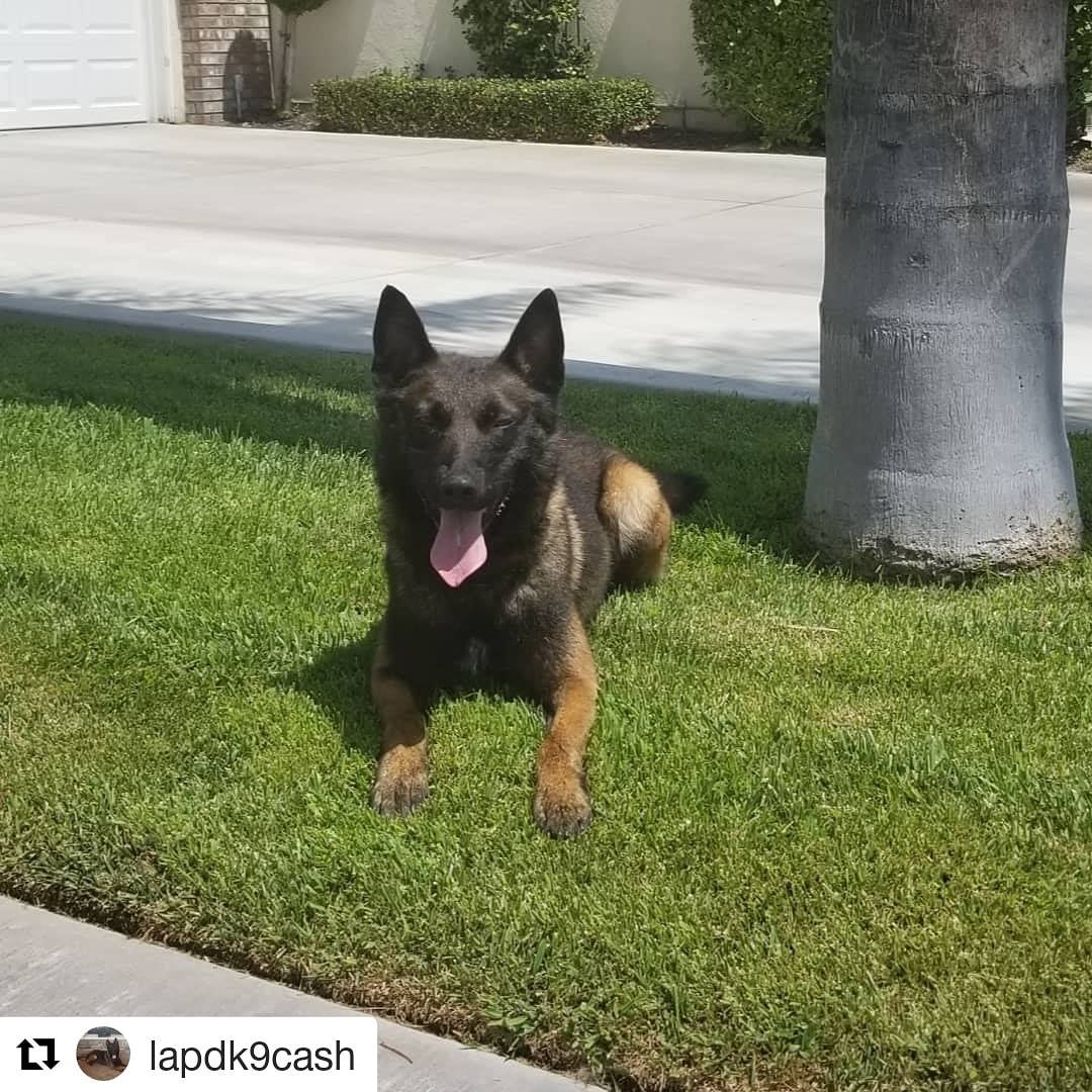 K9 "Cash" is a 3 year old Belgian Malinois