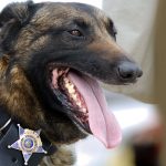 K-9 Units Are Public Safety Tool That Must Be Preserved